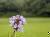 �ʐ^ �u2000061�v�T���l�C��