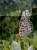 �ʐ^ �u2000084�v�T���l�C��