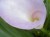 �ʐ^ 䚂̒��u2001061�v�T���l�C��