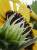 �ʐ^ ���I�u2001071�v�T���l�C��
