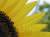 �ʐ^ �Ђ܂��u2001072�v�T���l�C��