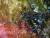 �ʐ^ �g�t�̍ʂ�u2001114�v�T���l�C��