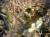 �ʐ^ ���̗����t�u2001119�v�T���l�C��