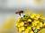�ʐ^ ���I�u2002031�v�T���l�C��