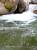 �ʐ^ ����u2002052�v�T���l�C��