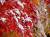 �ʐ^ ��ɑς���u2002112�v�T���l�C��