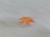 �ʐ^ �����t�̗��u2002115�v�T���l�C��