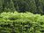 �ʐ^ �~�h���Ɨ΁u2003052�v�T���l�C��