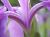 �ʐ^ �J�L�c�o�^�̋Ȑ����u2003053�v�T���l�C��
