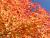 �ʐ^ ���u2003102�v�T���l�C��