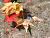 �ʐ^ �h��߂������t�u2003103�v�T���l�C��