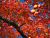 �ʐ^ �`�ƍg�t�u2003115�v�T���l�C��