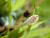 �ʐ^ �����u2004041�v�T���l�C��