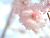 �ʐ^ �����u2004046�v�T���l�C��