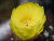�ʐ^ �T�{�e���̉ԁu2004082�v�T���l�C��