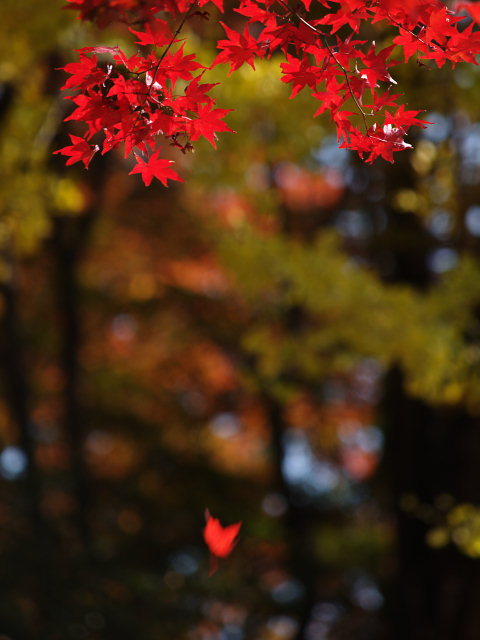 �����~���u2005111�v�@63kB