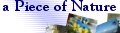 a Piece of Nature �o�i�[ 120�s�N�Z���~33�s�N�Z��
