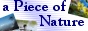 a Piece of Nature �o�i�[ 88�s�N�Z���~31�s�N�Z��