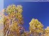�ǎ� ��̒��̍g�t�u2002105�v�T���l�C��