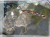 �ǎ� �싛�u2004051�v�T���l�C��