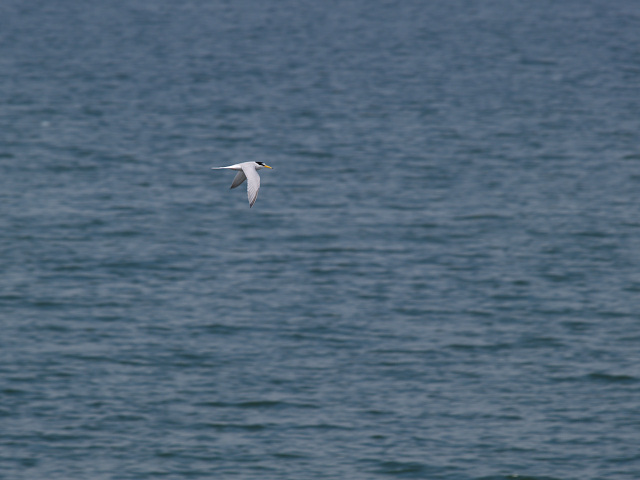 �R�A�W�T�V�u2005052�v�@86kB