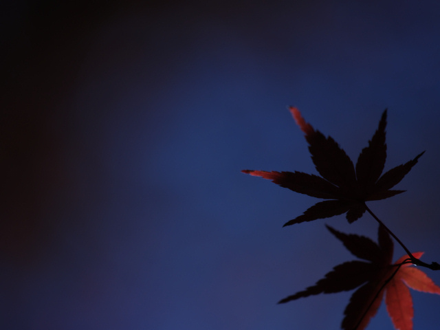 �������߂āu2005115�v�@58kB